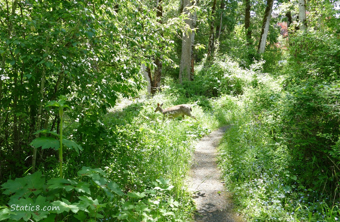 Deer walking from the trail