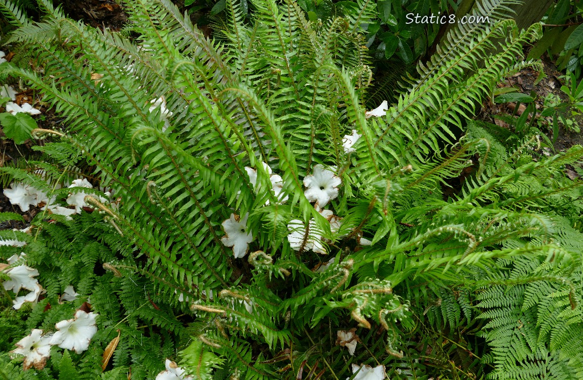 Fern with white fallen Rhododendron flowers