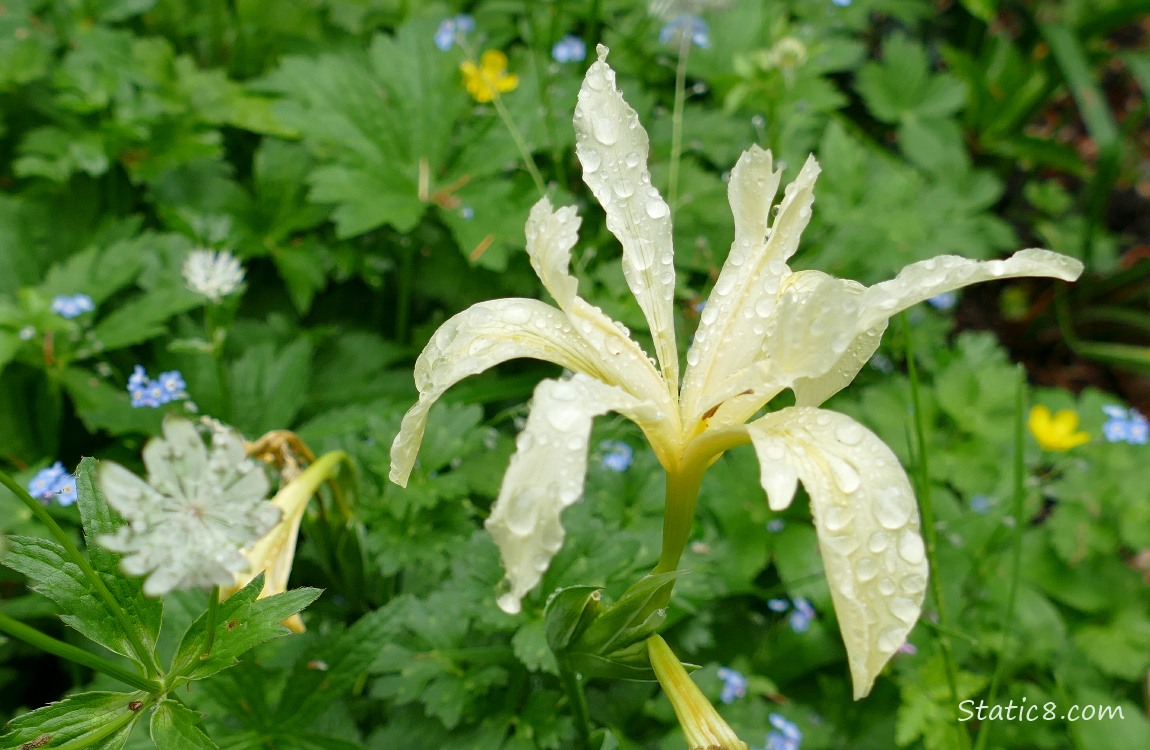 White, iris like flower