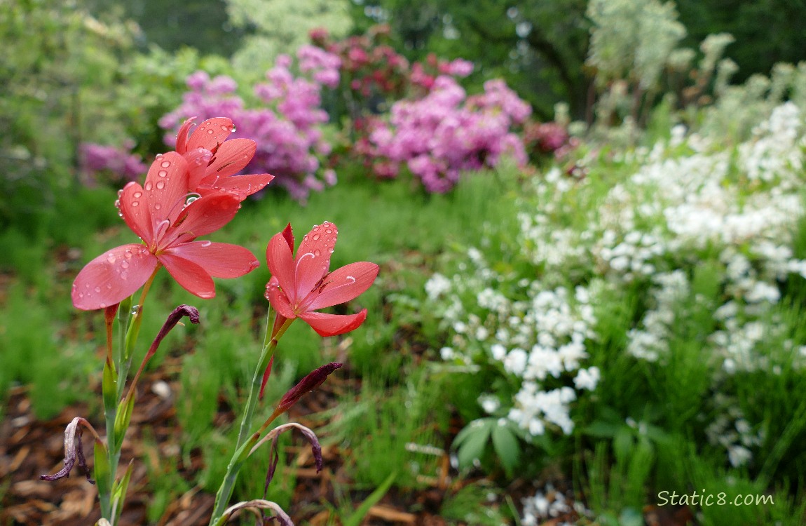 Red flowers in front of a bush of white blooms and purple rhodies in the background