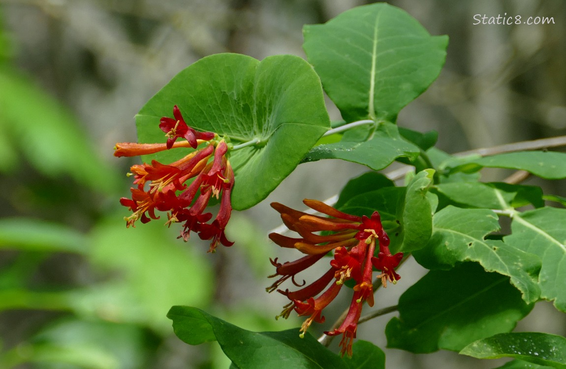 Honeysuckle blooms