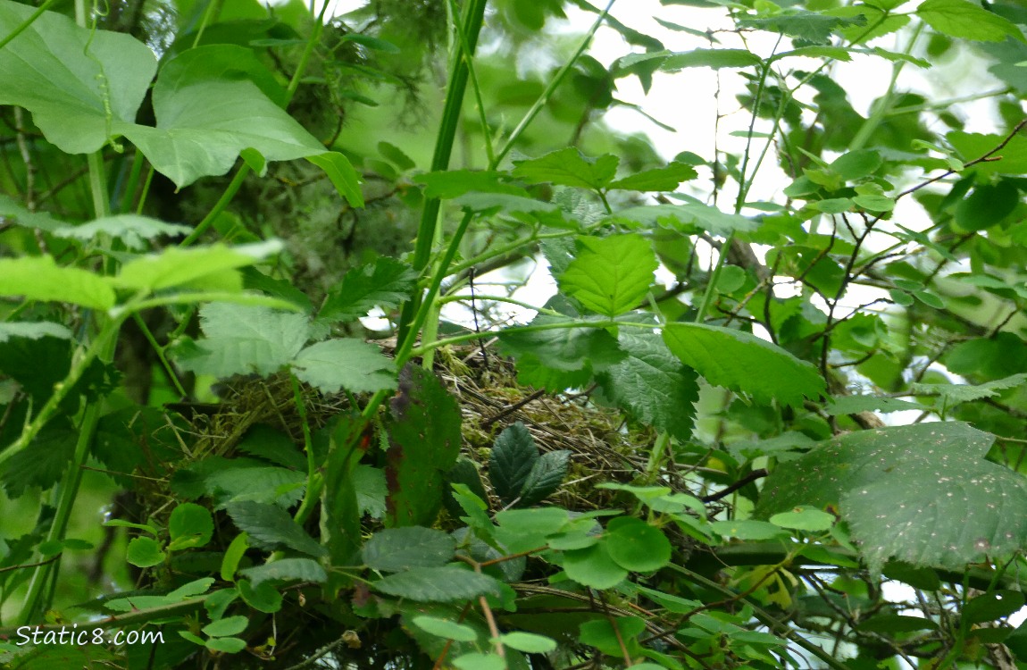 Nest behind leaves