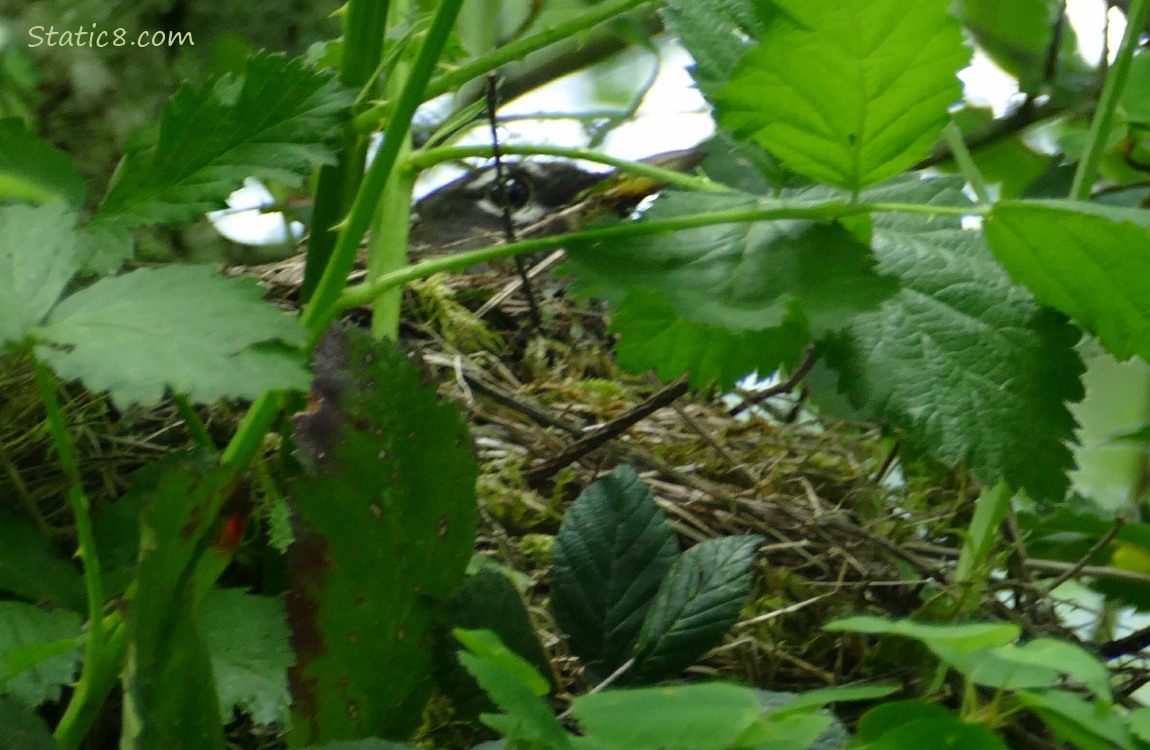 Robin peeking over a nest