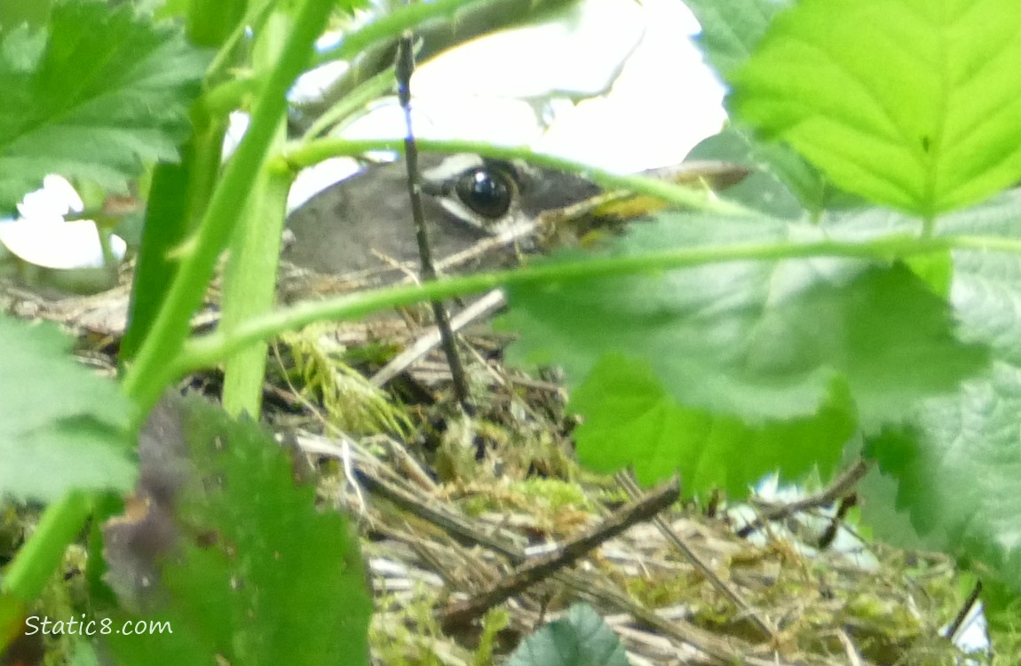 Robin peeking over a nest