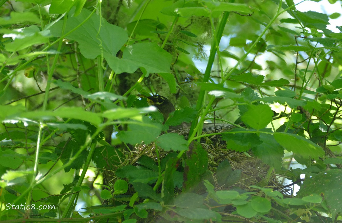 Robin looking down from a nest