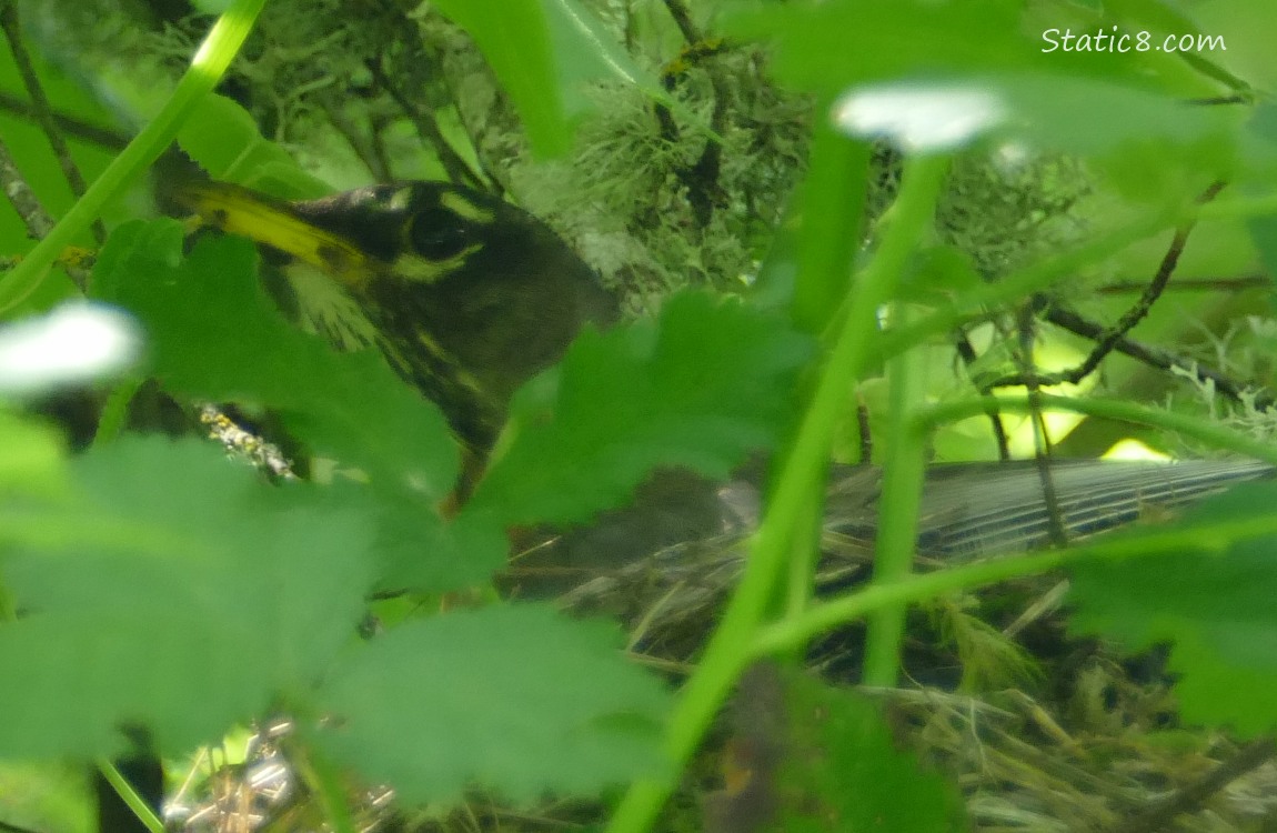 Robin looking down from a nest