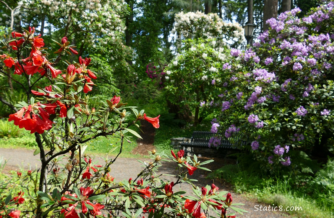 Red blooming Rhododendron bush in front of a path and purple blooming Rhododendrons
