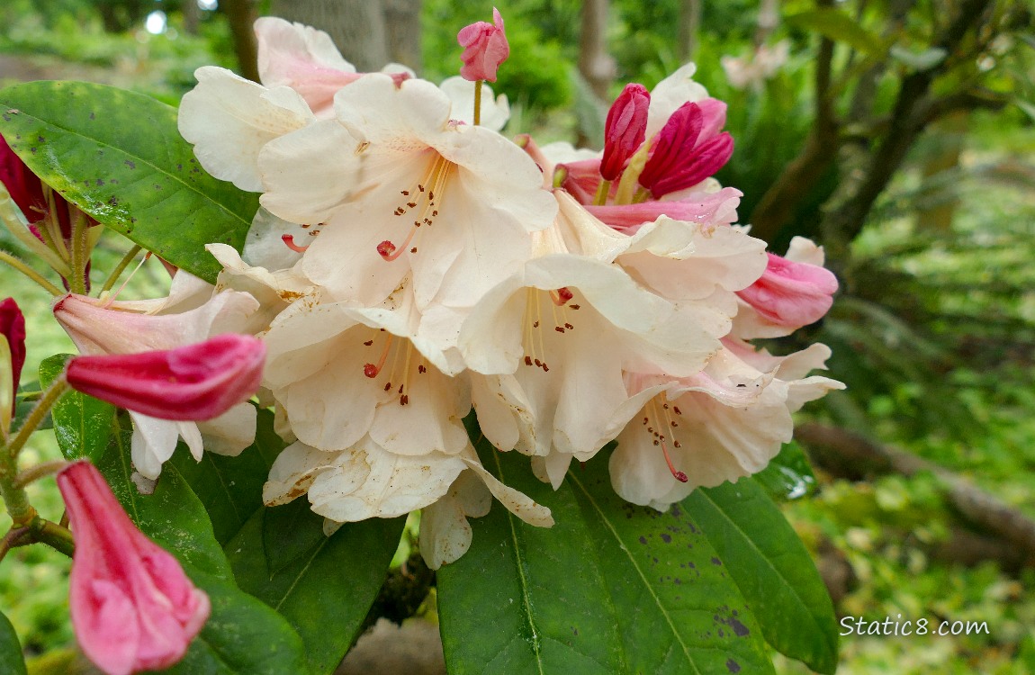 Pink Rhododendron blooms