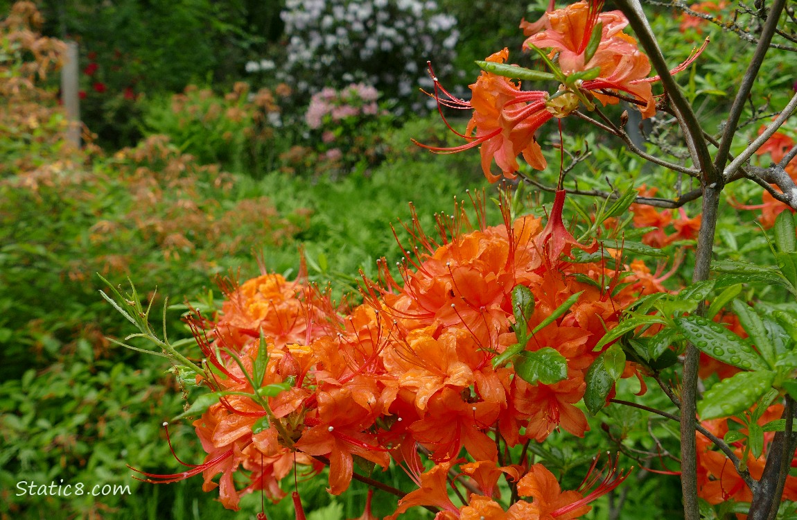 Orange blooming Rhododendron bush