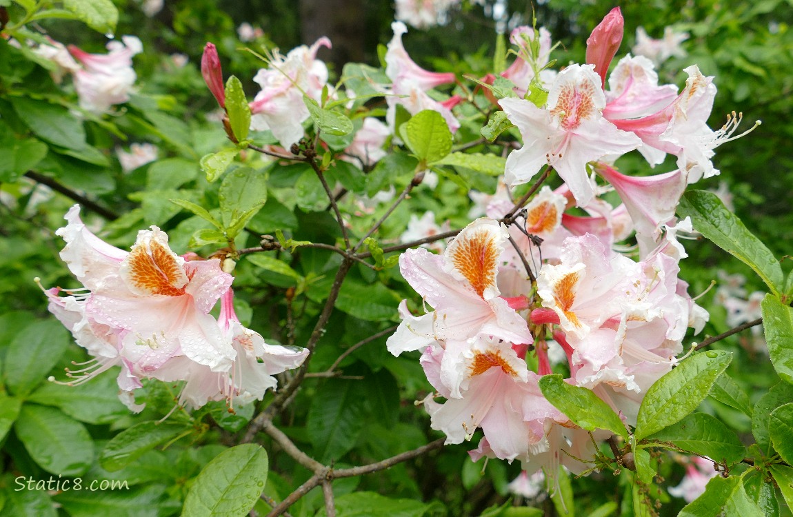 Pink Rhododendron blooms