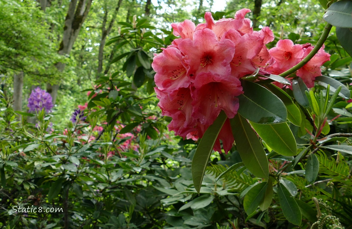 Dark pink Rhododendron blooms with purple blooms in the distance