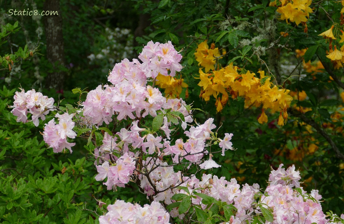 Pink Rhododendron blooms in front of yellow blooms