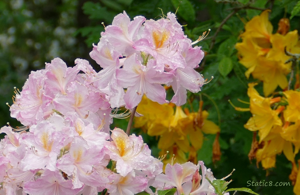 Close up of pink Rhododendron blooms in front of yellow blooms