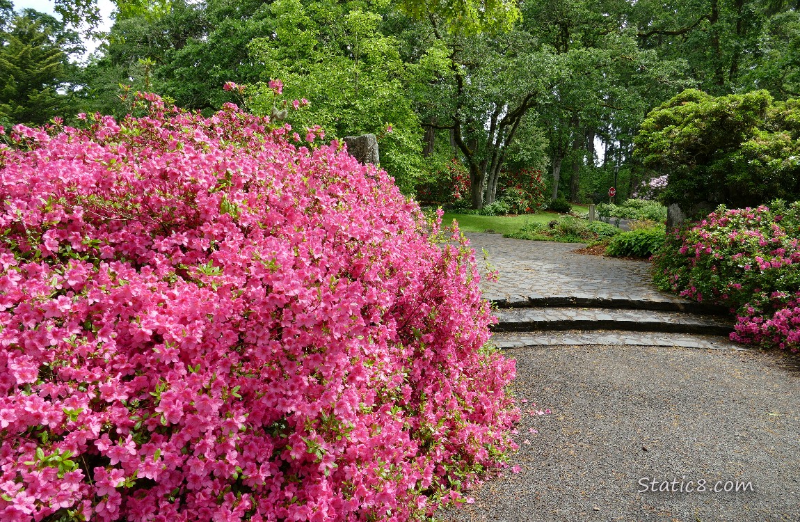 Pink blooming Rhododendron bush