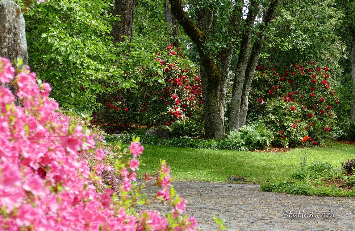 Red blooming Rhodies past a bush of pink
