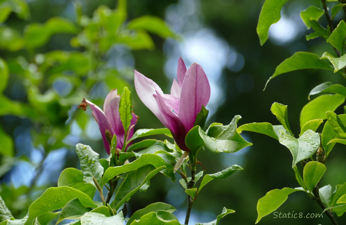 Pink Saucer Magnolia blooms