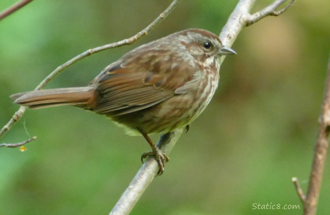 Song Sparrow standing on a twig with a green background