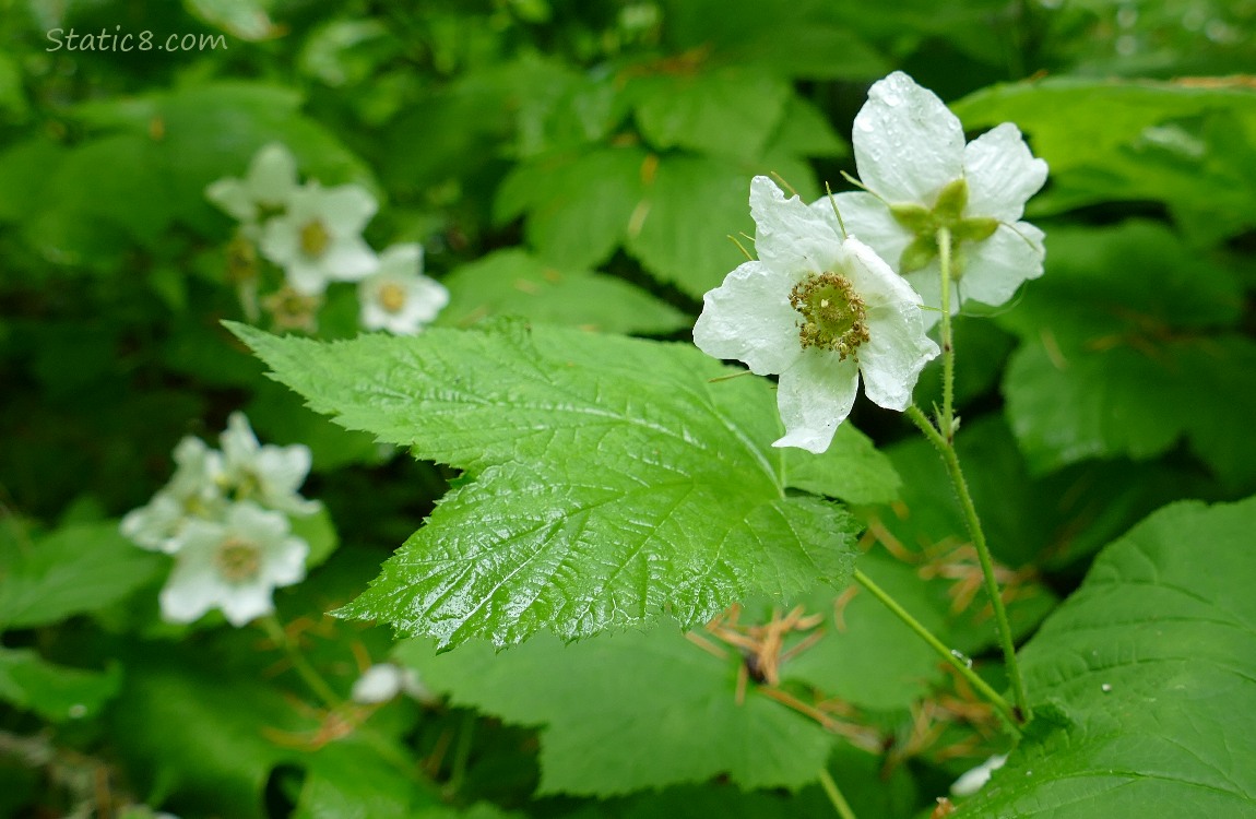 Thimbleberry blooms and leaves