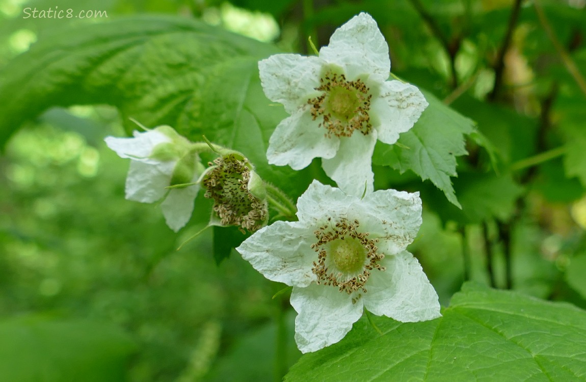Close up of Thimbleberry blooms