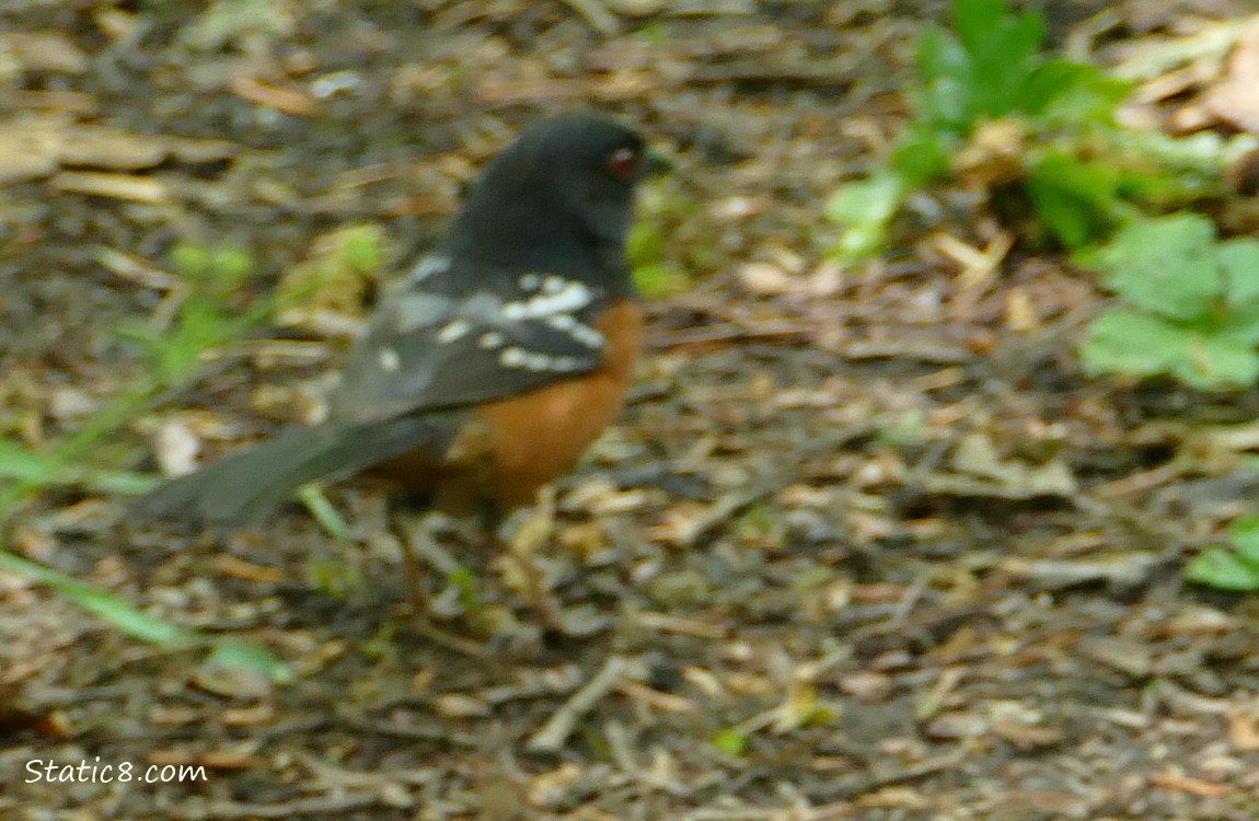 Blurry Towhee walking on the trail