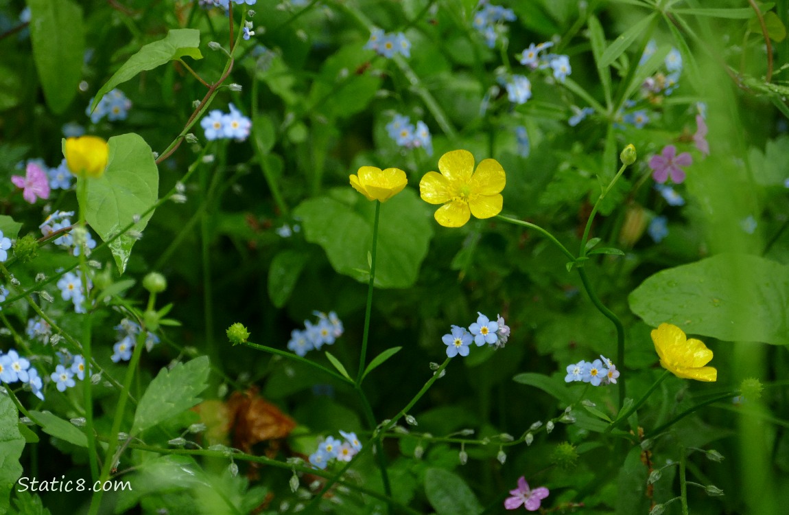 Buttercup blooms with Forget Me Not blooms