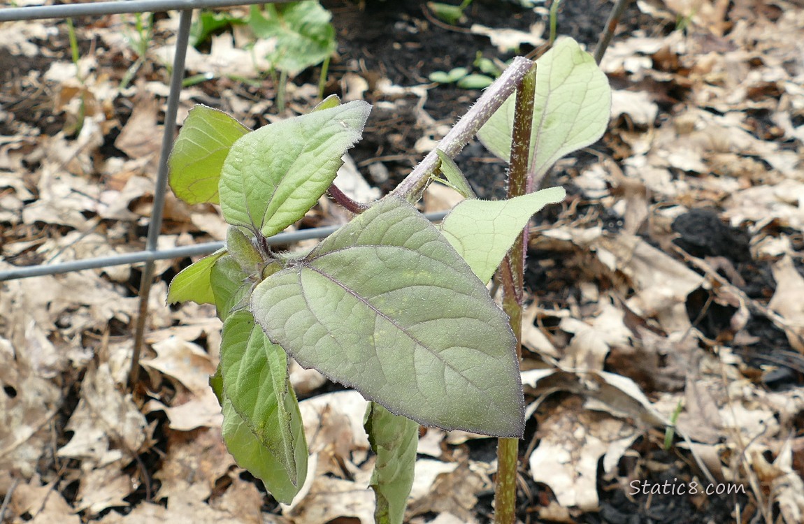 Small sunflower broken by the wind