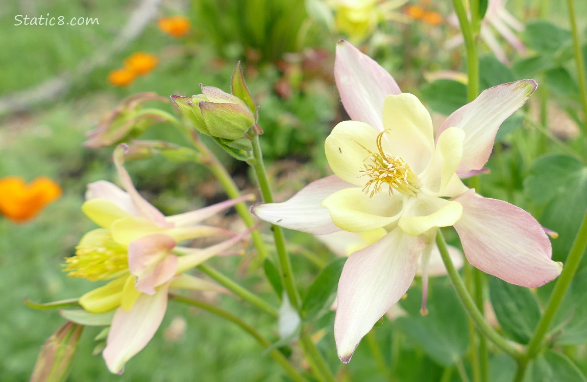 Pale yellow and pink Columbine blooms
