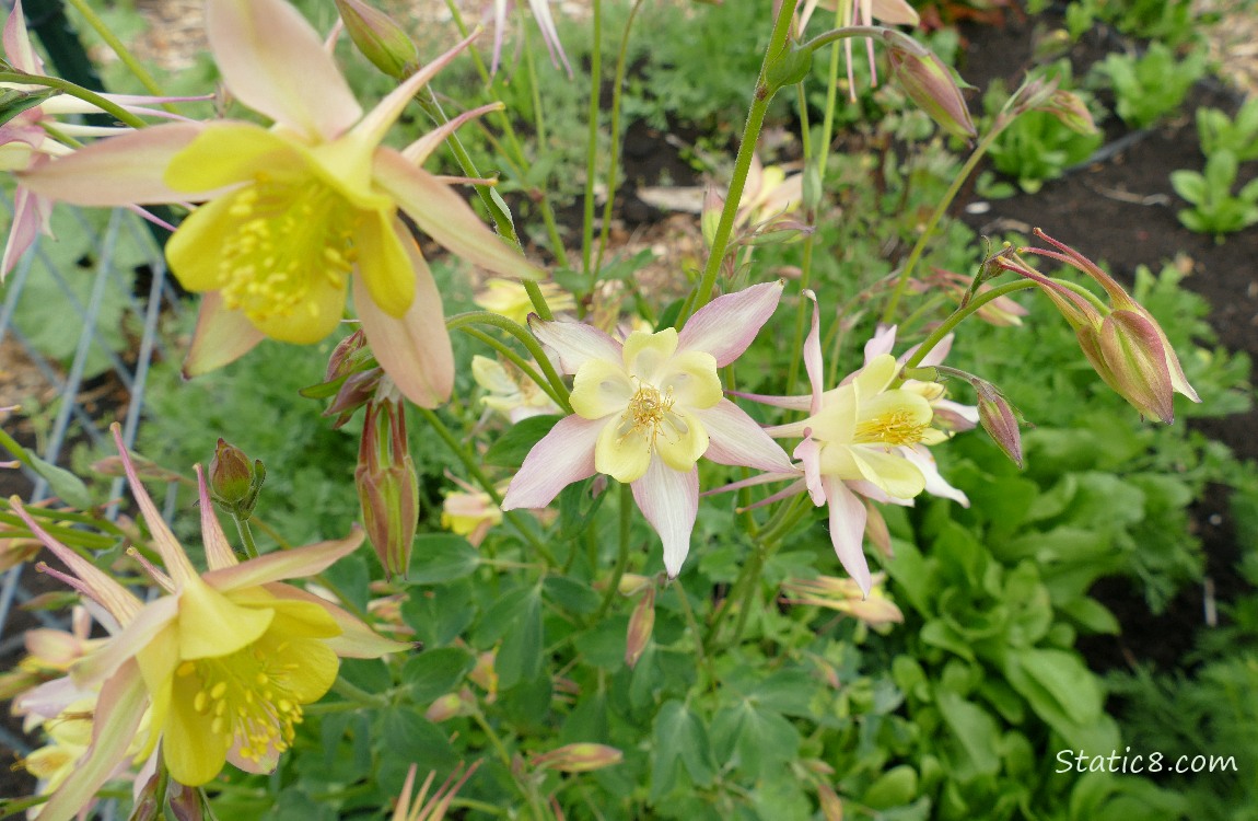 pale yellow and pink Columbine blooms