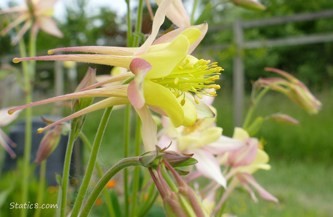 Pale yellow and pink Columbing blooms