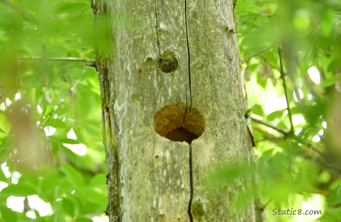 Woodpecker hole in a dead tree trunk