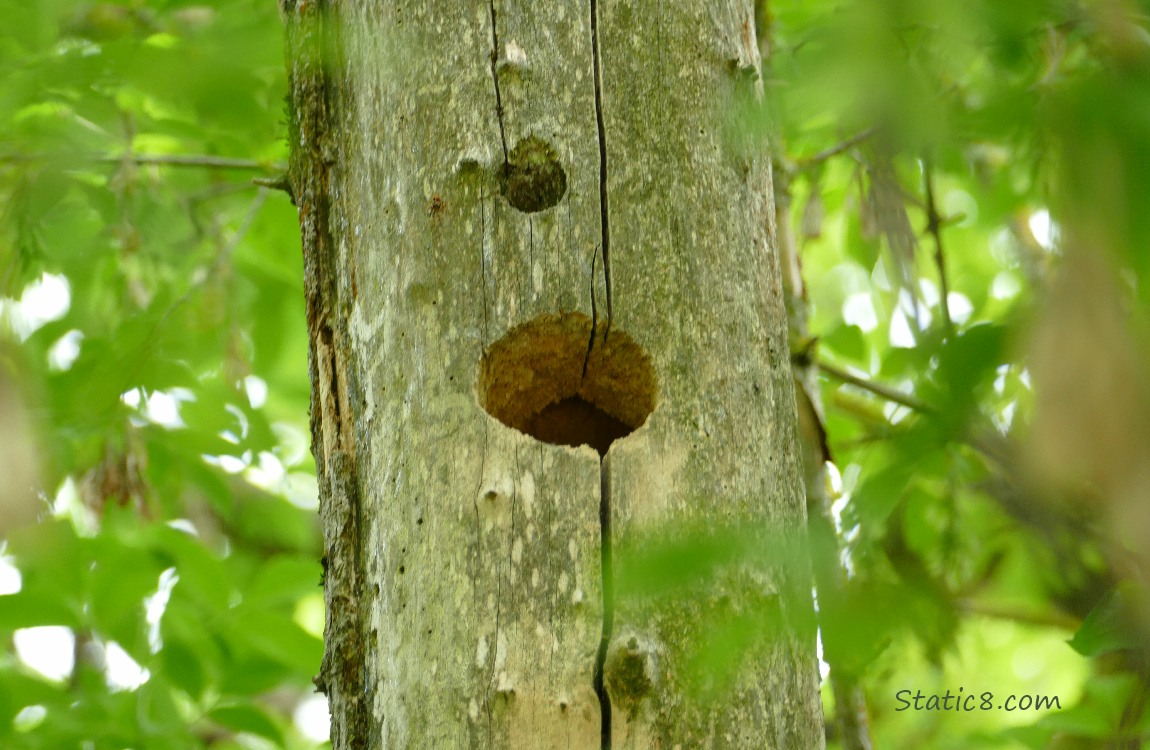 Woodpecker hole in a dead tree trunk