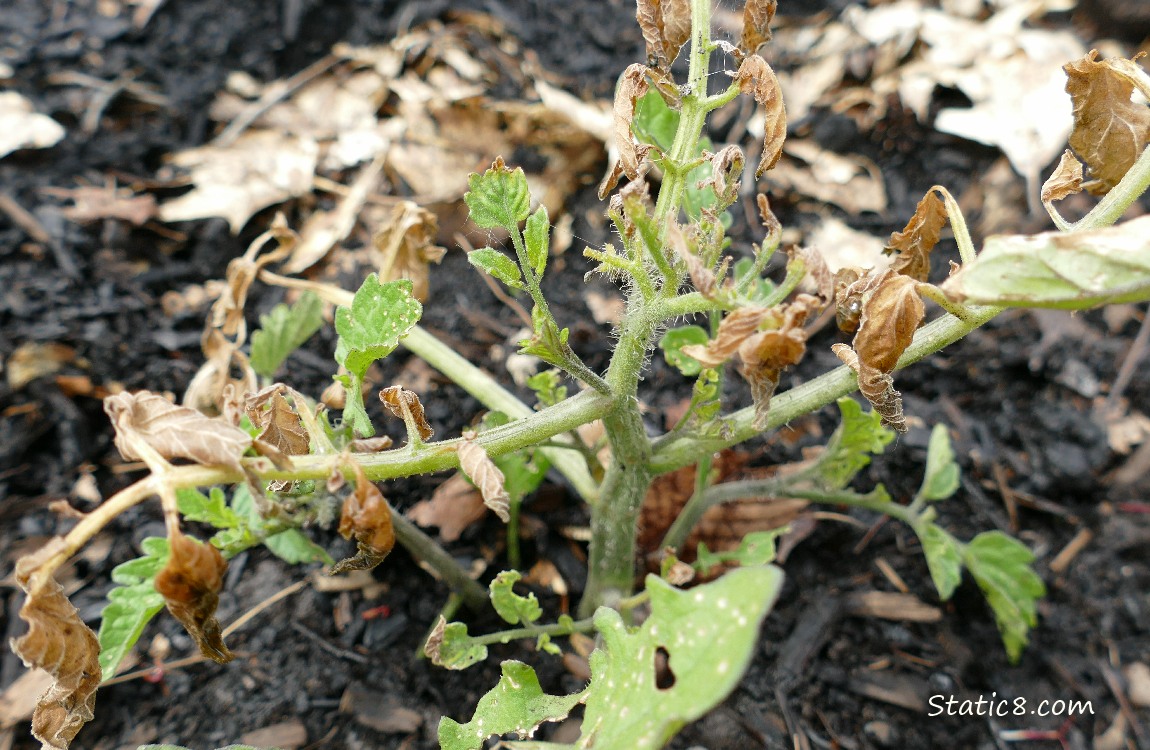 Small tomato plant with dead branches