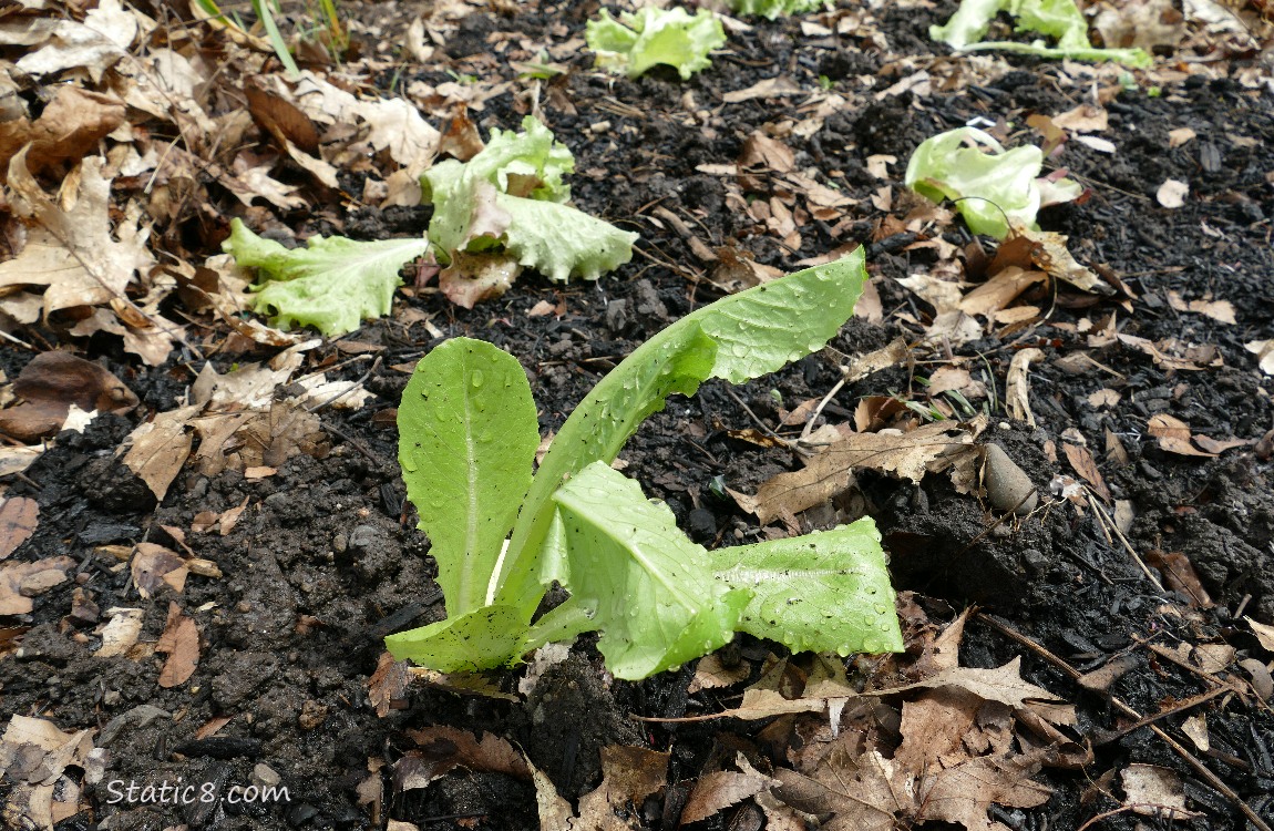 Lettuce plants growing in the dirt