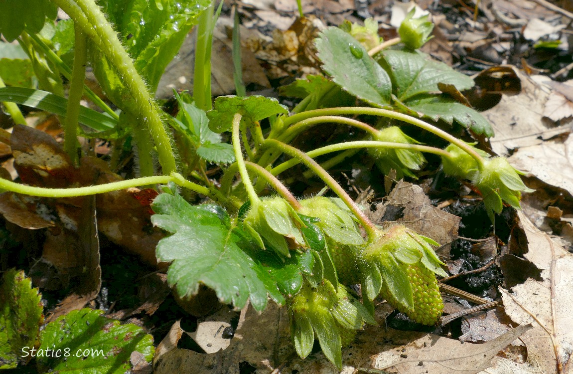 Green strawberries ripening on the plant