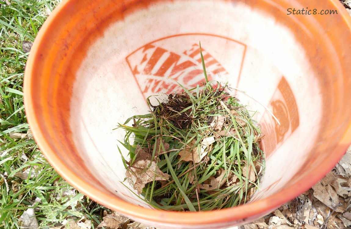 Orange bucket of pulled up grass