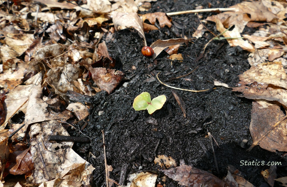 Buckwheat seedling
