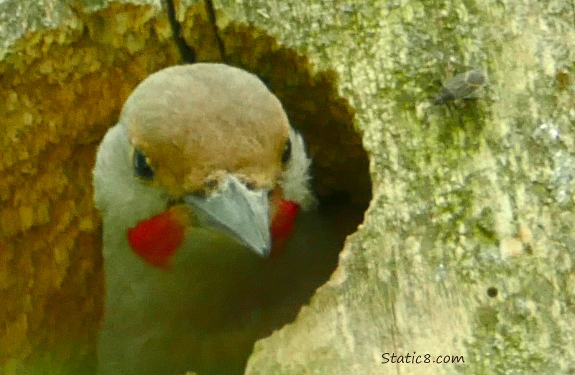 Squash Beetle walking near the woodpecker hole where the Flicker looks out