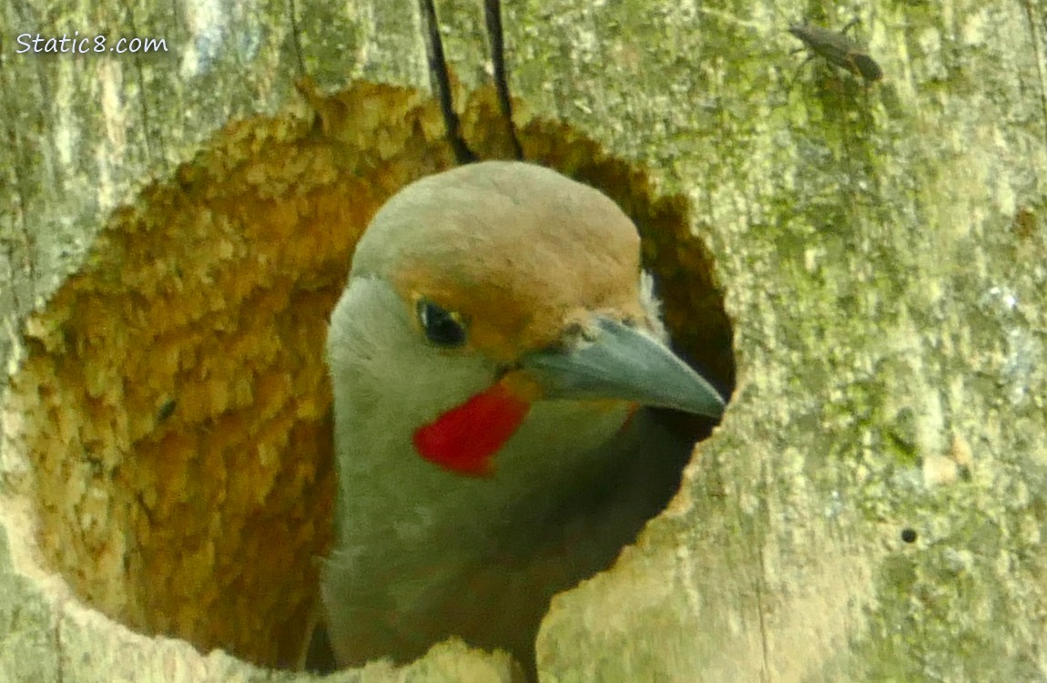 Flicker looking out of his nest hole, and a beetle walks on the tree trunk nearby