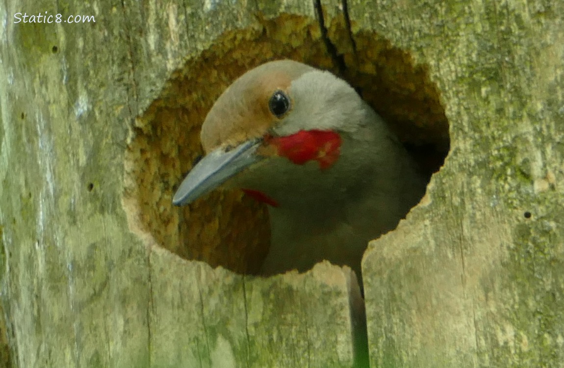 Male Flicker looking out from the woodpecker hole