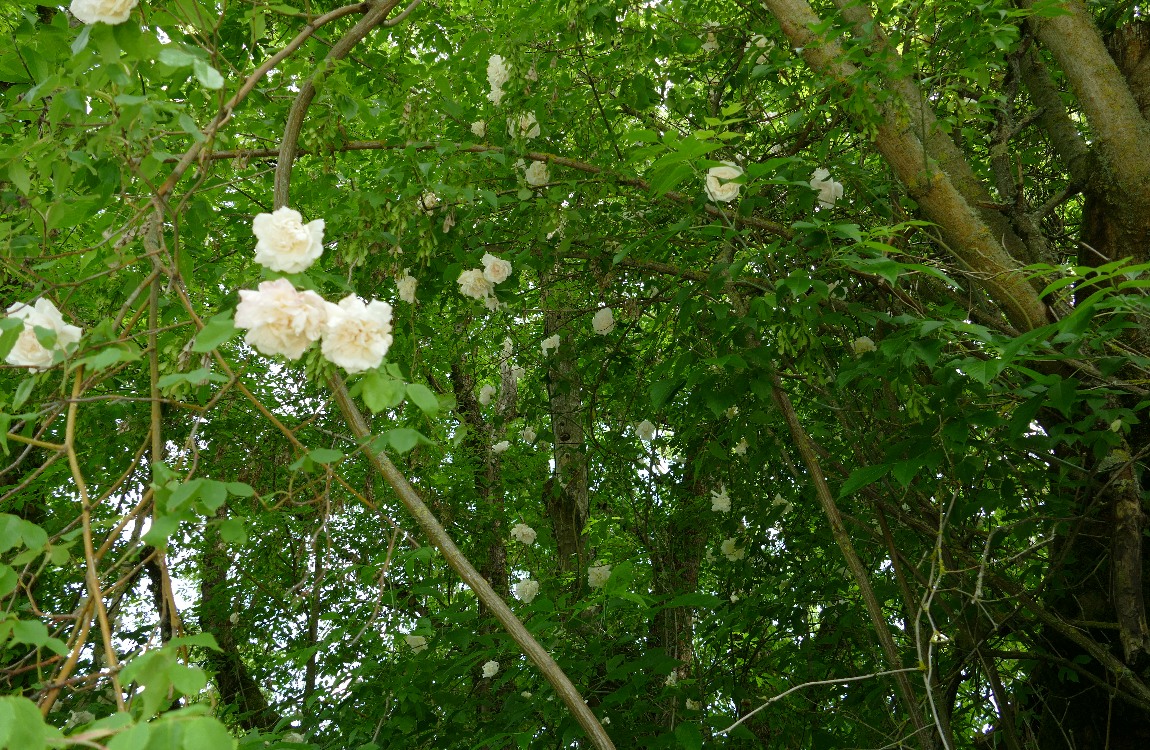 White roses in the trees