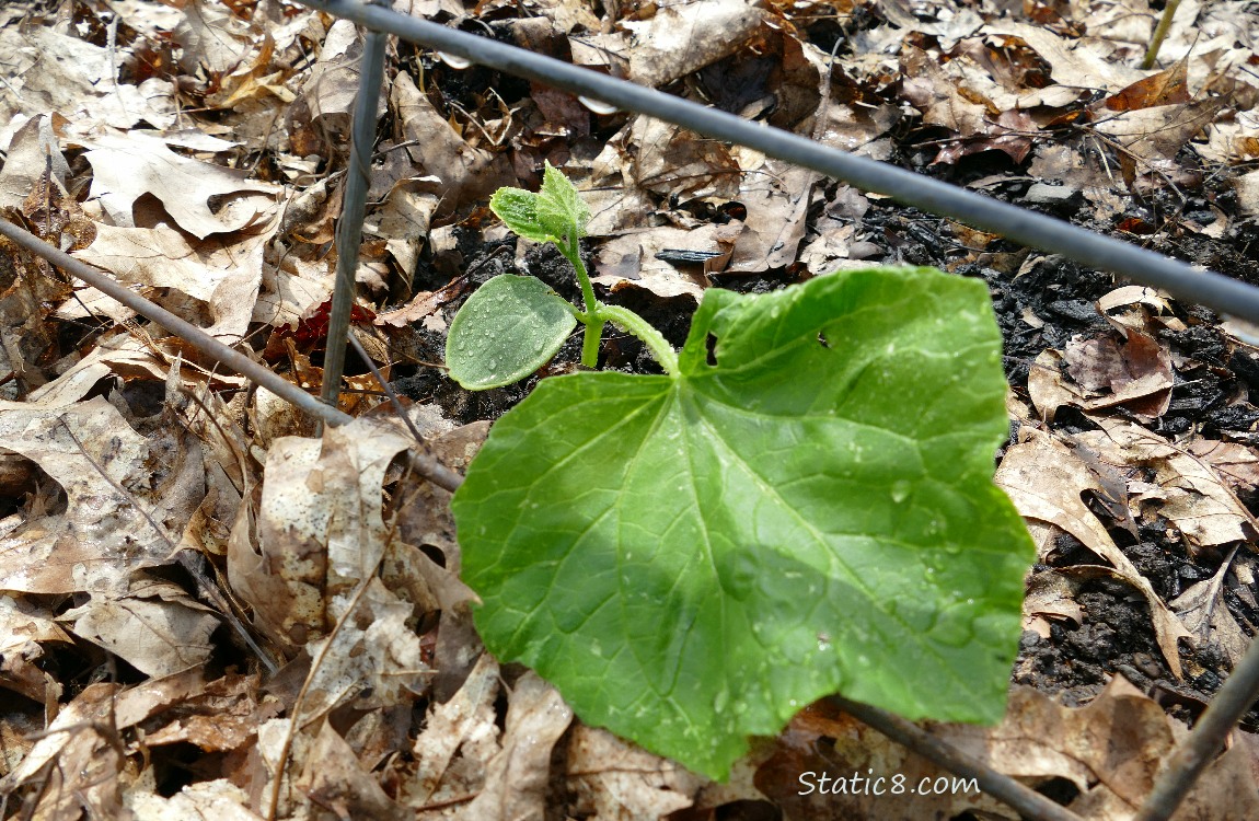 cucumber plant
