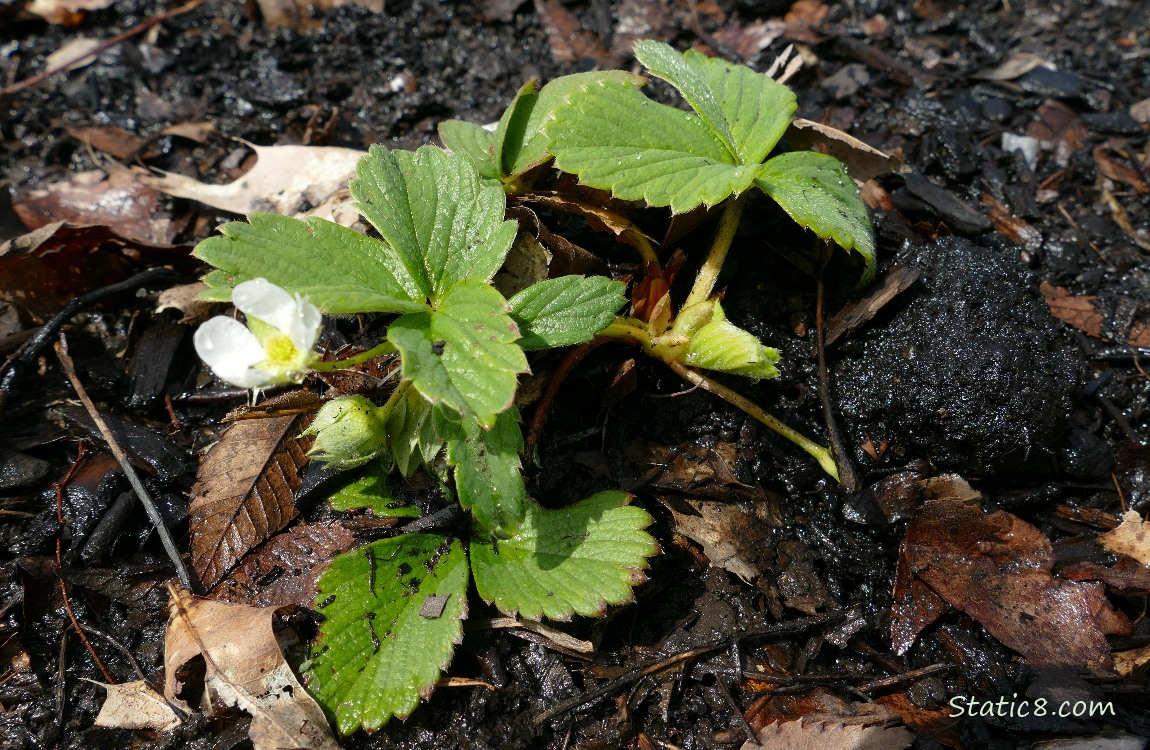 Small Strawberry plant growing in the ground