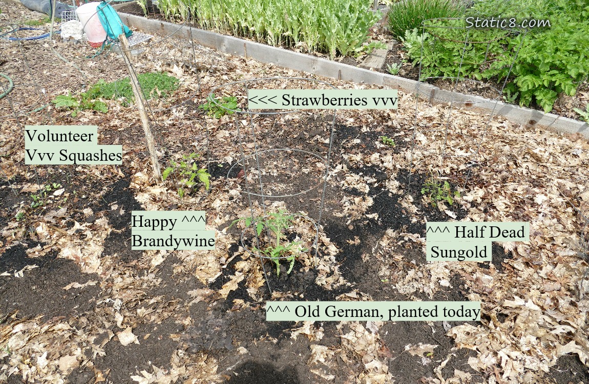 Labeled plants in a garden plot