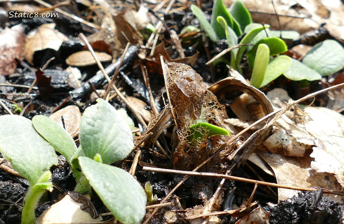 Close up of small squash plants growing in the dirt