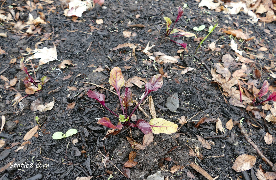 Small beet plants growing in the dirt