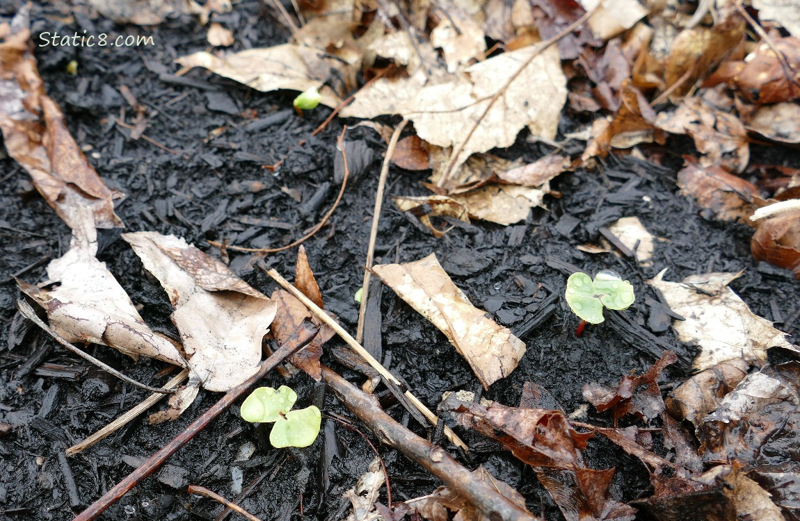 Buckwheat seedlings coming up in the dirt