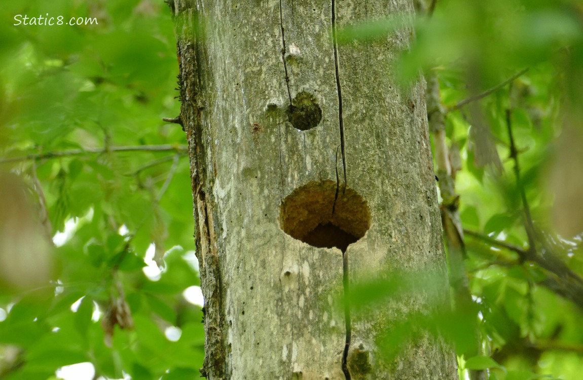 Woodpecker hole in a dead tree trunk
