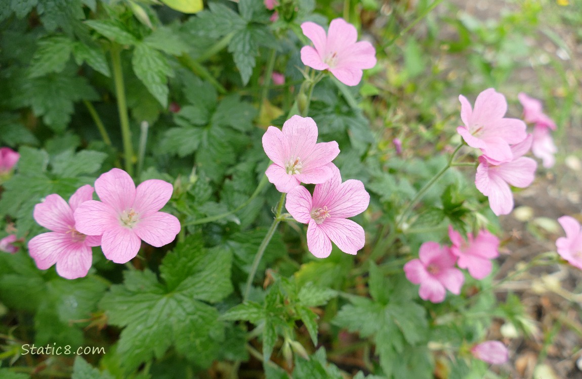 Pink Geranium blooms