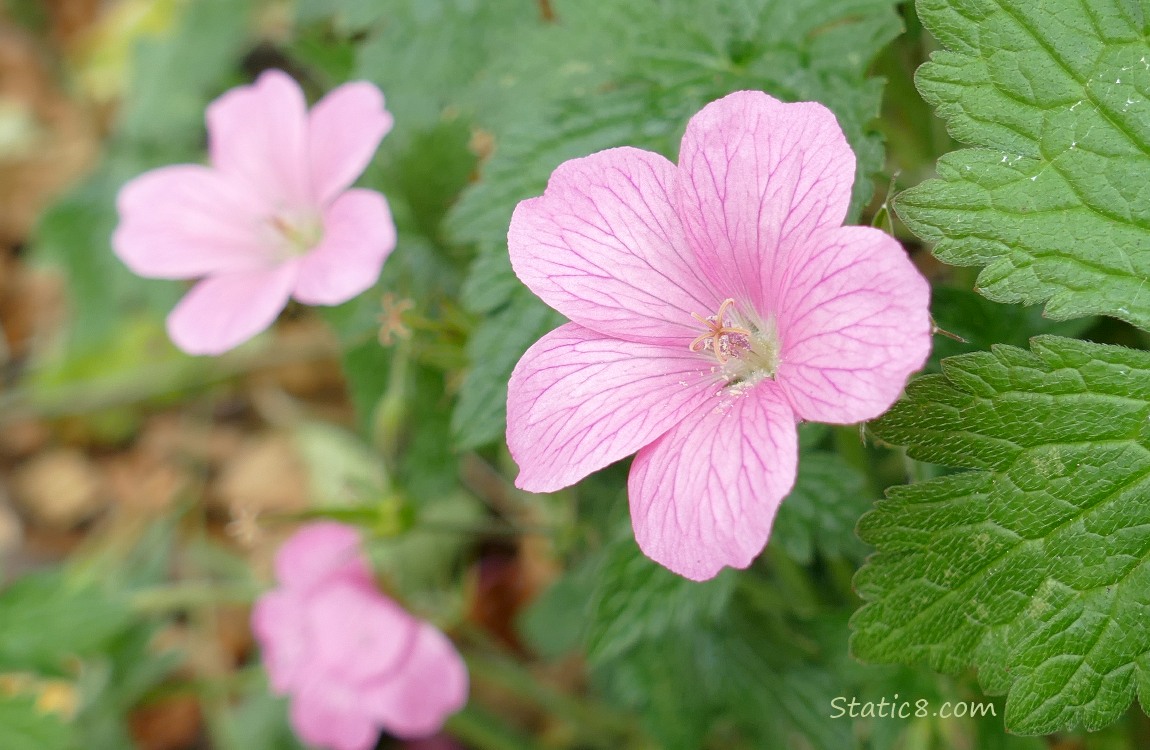Close up of pink Geranium blooms