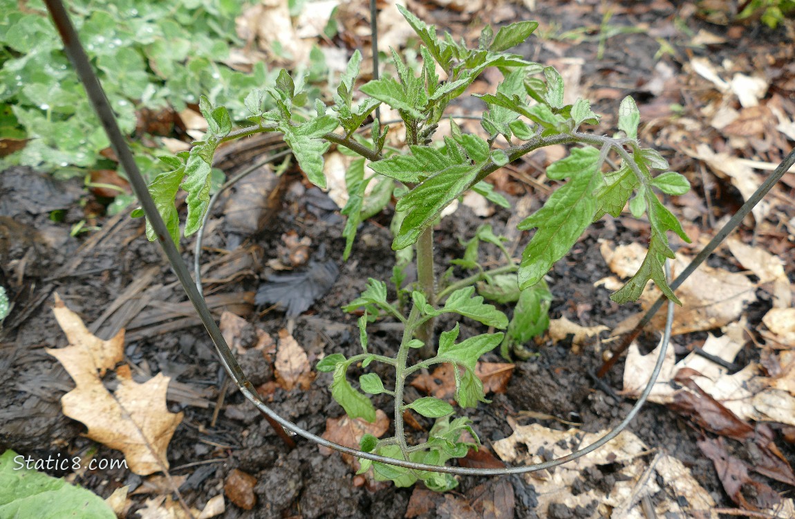 Small tomato plant growing in the ground